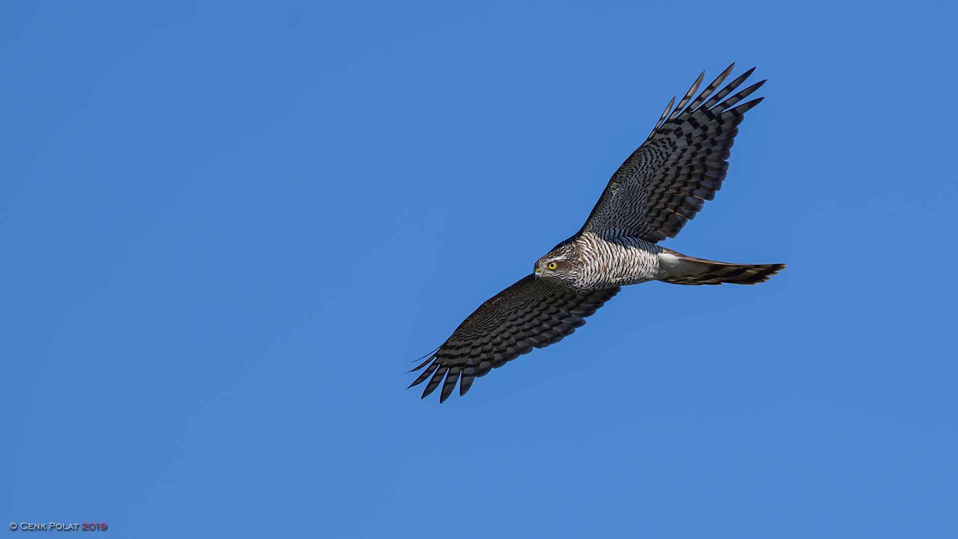 Eurasian Sparrowhawk